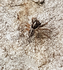 Menemerus semilimbatus