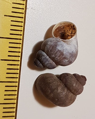 Pomatias elegans