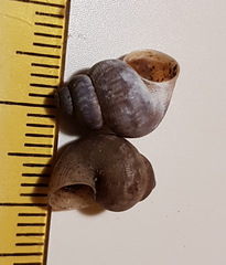 Pomatias elegans