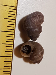 Pomatias elegans