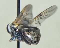 Myolepta