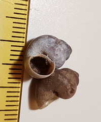 Pomatias elegans