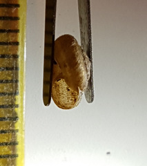 Xerotricha conspurcata