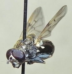 Myolepta