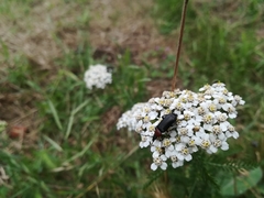 Heliotaurus ruficollis