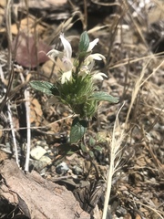 Acanthomintha lanceolata