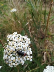Heliotaurus ruficollis