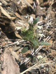 Acanthomintha lanceolata