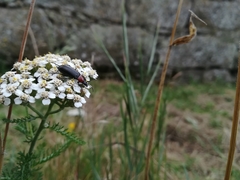 Heliotaurus ruficollis