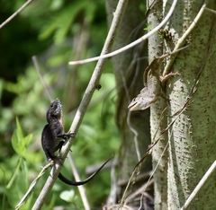 Anolis jubar oriens