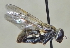 Myolepta