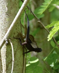Anolis jubar oriens
