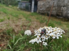 Heliotaurus ruficollis