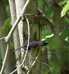 Anolis jubar oriens