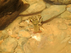 Cambarus longirostris