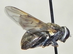 Myolepta