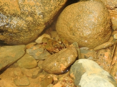 Cambarus longirostris