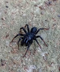 Sphodros atlanticus