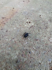 Sphodros atlanticus