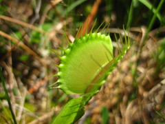Dionaea muscipula