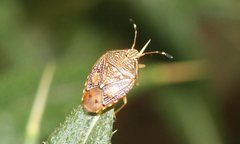 Anischys luteovarius