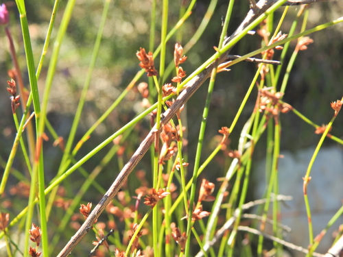 Image of Sporadanthus interruptus by (c) Scott W. Gavins, some rights reserved (CC BY)