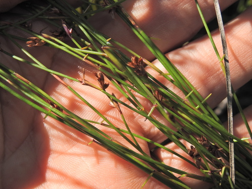 Image of Sporadanthus interruptus by (c) Scott W. Gavins, some rights reserved (CC BY)