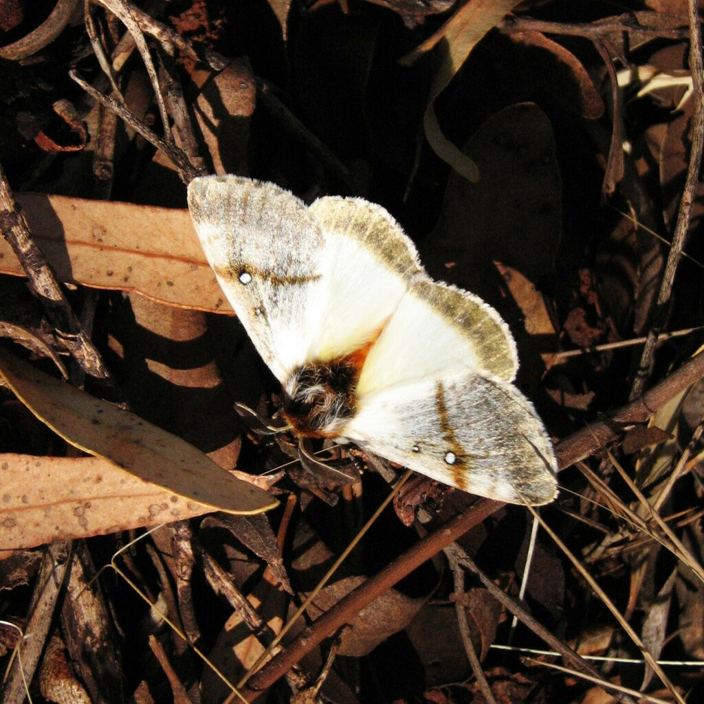 Anthela unisigna