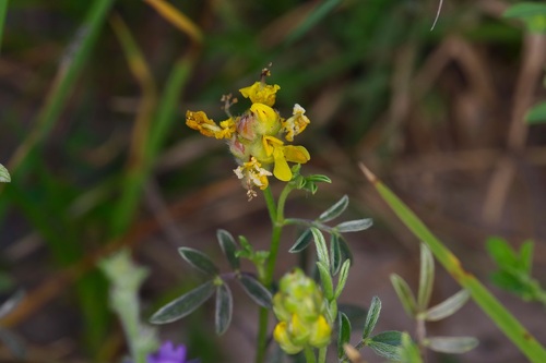 Image of Dalea nana by (c) Michelle W. （鍾偉瑋）, some rights reserved (CC BY)