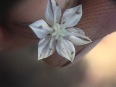 Allium haematochiton