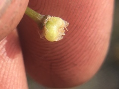 Allium haematochiton