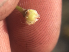 Allium haematochiton