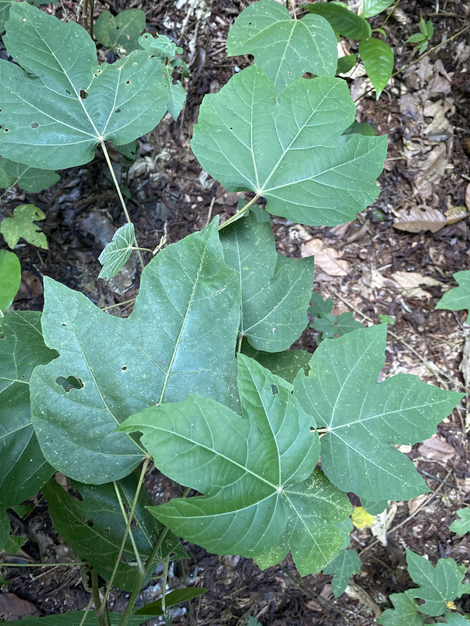 Croton palanostigma