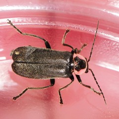 Atalantycha neglecta