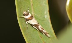 Macrobathra desmotoma