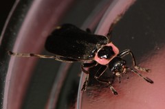 Atalantycha neglecta