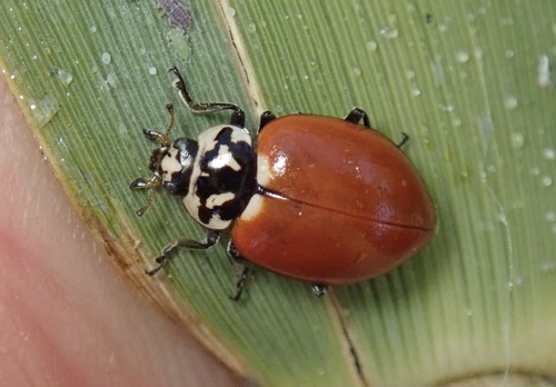 Sorrowful Lady Beetle
