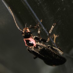 Atalantycha neglecta