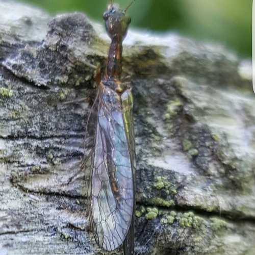 iNaturalist observation photo of Common Snakeflies
