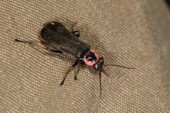 Atalantycha neglecta