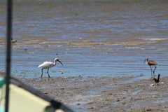 Eudocimus albus