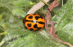 Peltoschema oceanicum