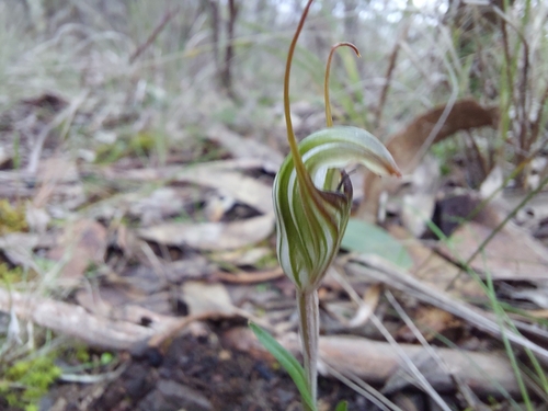 Image of Striped Greenhood (Pterostylis alata) by (c) Brendan Costello, some rights reserved (CC BY)