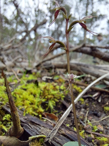 Image of Acianthus pusillus by (c) Brendan Costello, some rights reserved (CC BY)