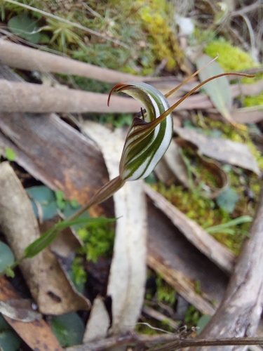 Pterostylis alata, photograph 1