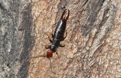 Nesogaster ruficeps