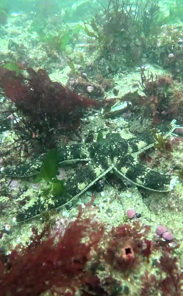 Luidia magellanica
