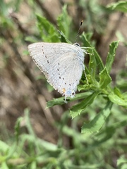 Satyrium sylvinus desertorum