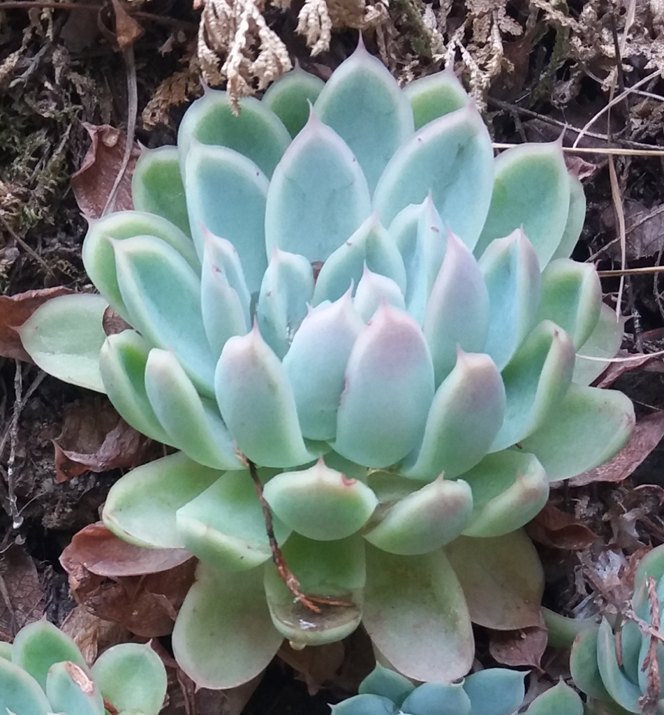 Sen đá phật bà – Echeveria elegans