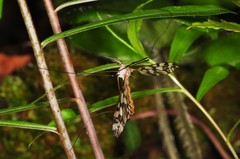 Tipula trivittata